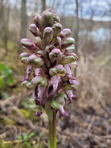 Himantoglossum robertianum  - Jean Andrieux Argirakis