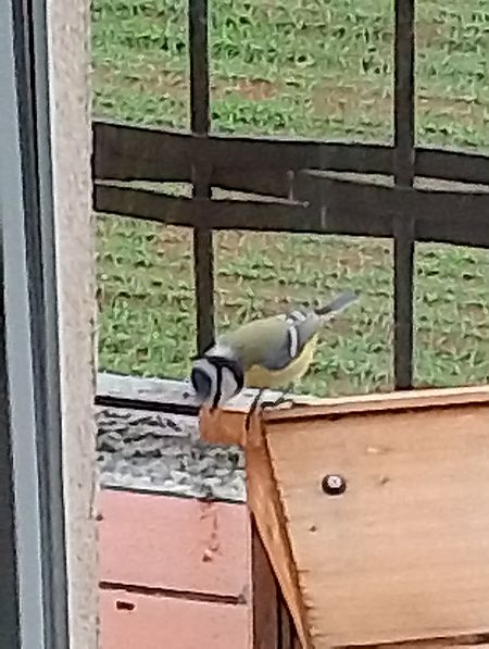 Cinciarella  - Gabriele Papale