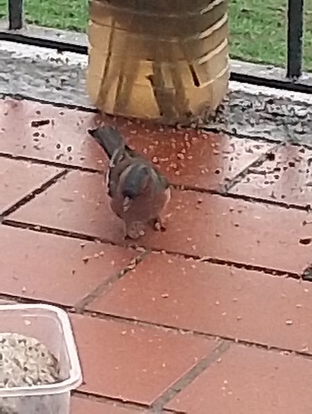 Fringuello  - Gabriele Papale