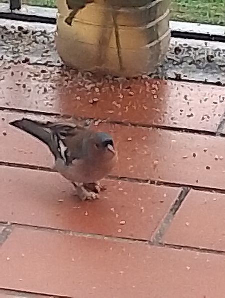 Fringuello  - Gabriele Papale