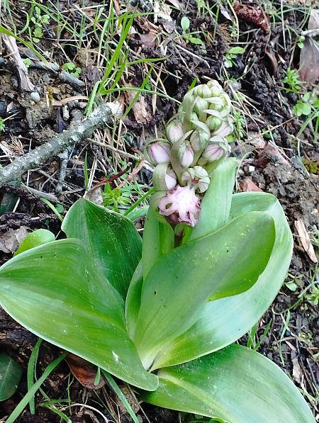 Himantoglossum robertianum  - Gérard Joseph