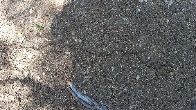 Thaumetopoea pityocampa  - Pedro Bescós