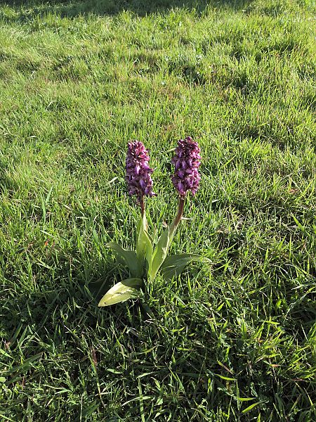 Himantoglossum robertianum  - Patrick Benoit