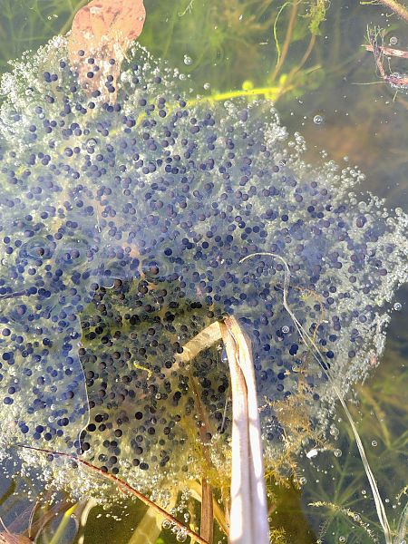 Rana dalmatina  - Flavio Basilico