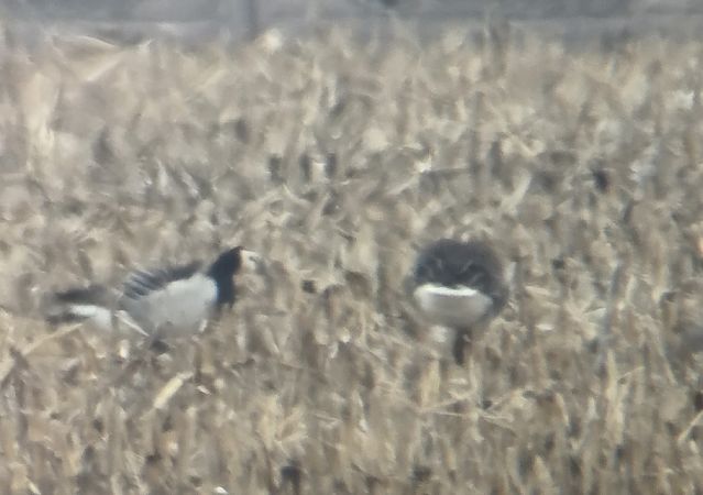 bernikla białolica  - Michał Piotrowski