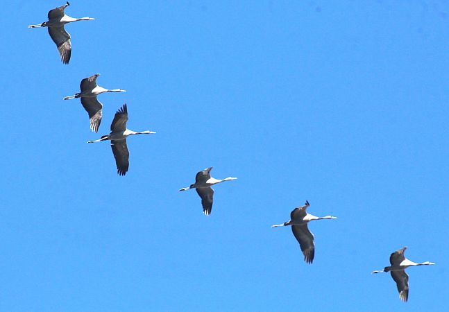 Gru  - Alessio Mannello