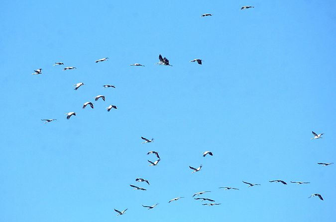 Gru  - Alessio Mannello