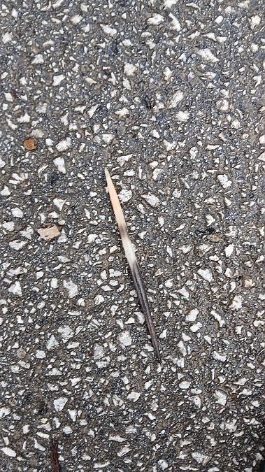 Istrice  - Mario Posillico