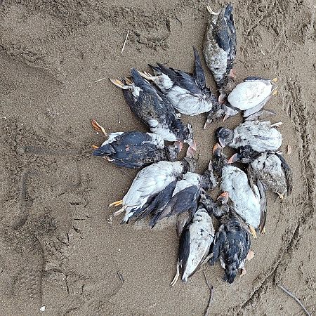 Fratercula arctica  - Gonzalo Torre