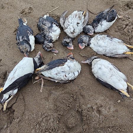 Fratercula arctica  - Gonzalo Torre