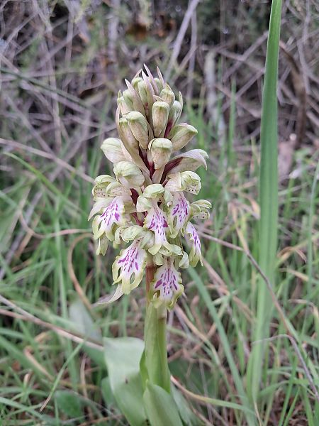 Himantoglossum robertianum  - Laurent Mazet