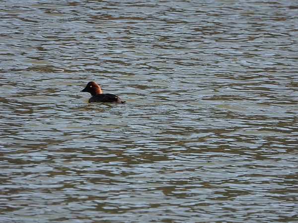 Fuligule nyroca  - Kurt Moser