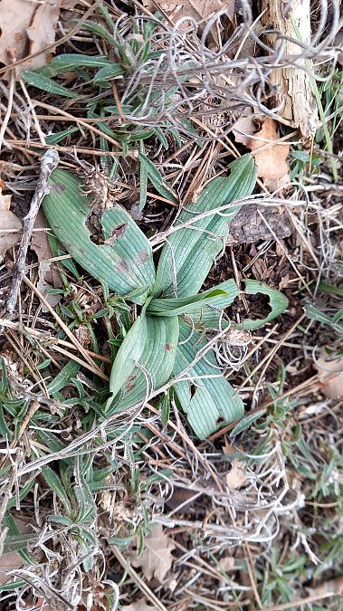 Ophrys sp.  - Daniel Espejo Fraga