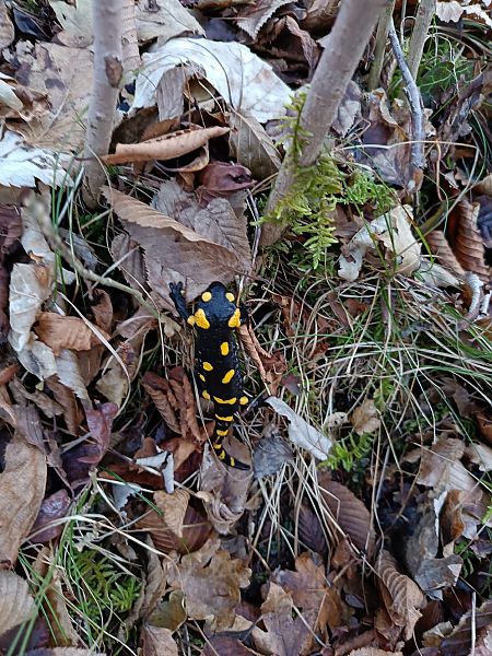 Salamandra pezzata  - Michele Cassol