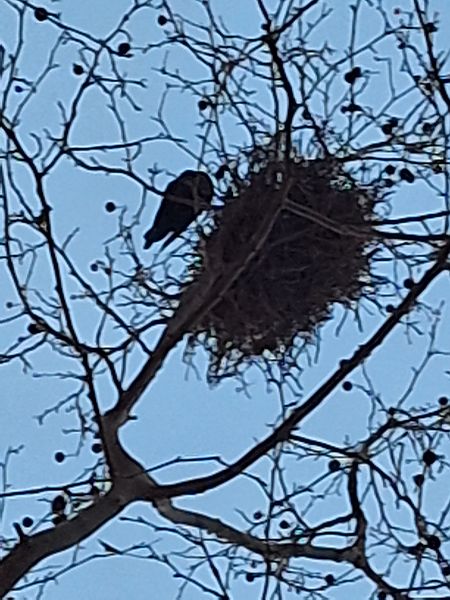 Graula  - Marc Anton