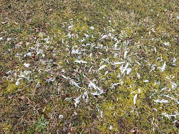 Oiseau indéterminé  - Monika H. M. Klocker