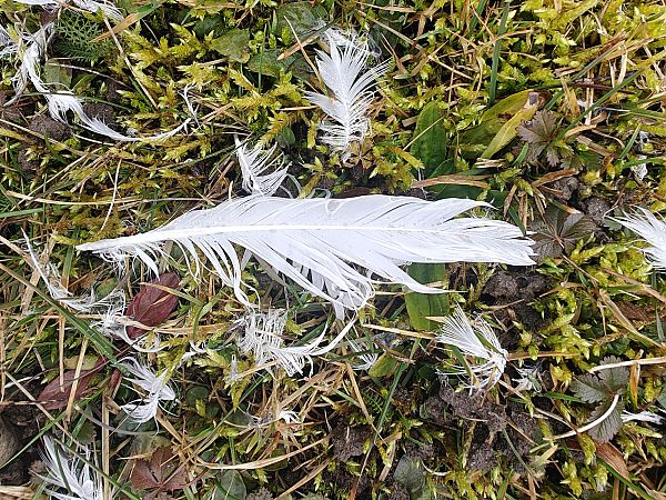 Oiseau indéterminé  - Monika H. M. Klocker