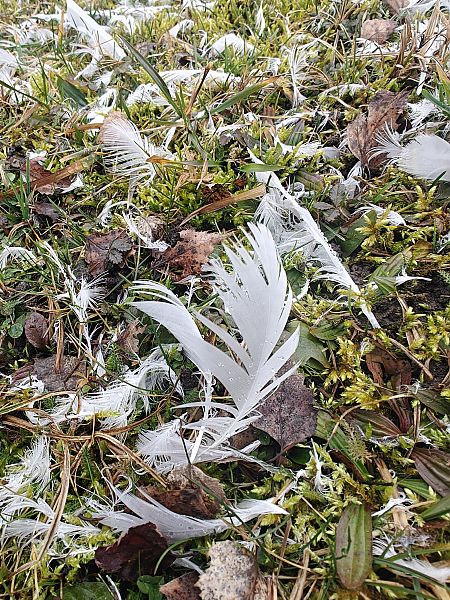 unbestimmter Vogel  - Monika H. M. Klocker