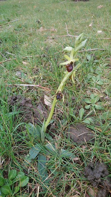 Ophrys occidentalis  - Monique Souben