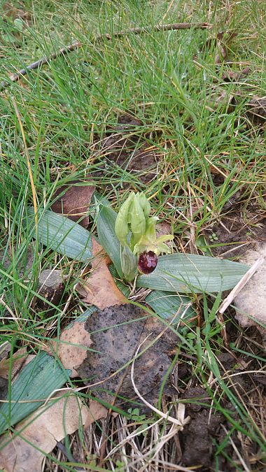 Ophrys occidentalis  - Monique Souben