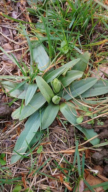 Ophrys occidentalis  - Monique Souben