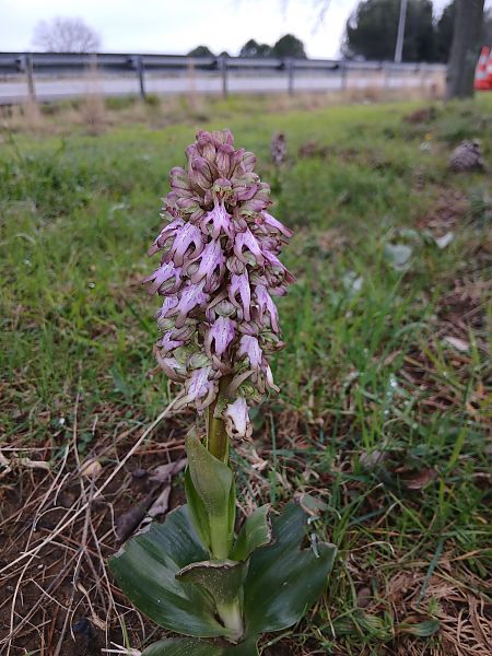 Himantoglossum robertianum  - Oriane Dupont
