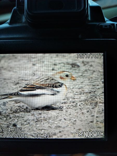 śnieguła  - Andrzej Lipiński