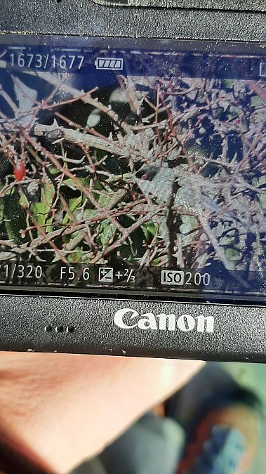 Occhiocotto  - Corno Giuditta