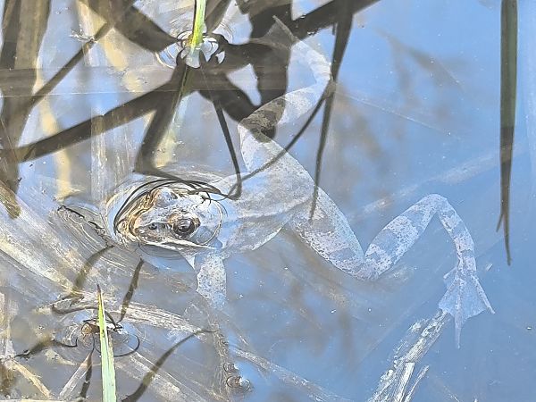 Rana dalmatina  - Mirko Tomasi