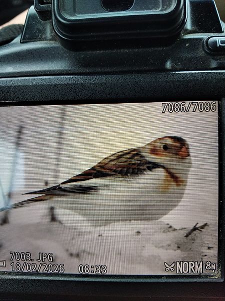 śnieguła  - Andrzej Lipiński