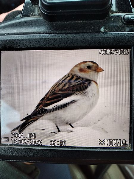 Schneeammer  - Andrzej Lipiński
