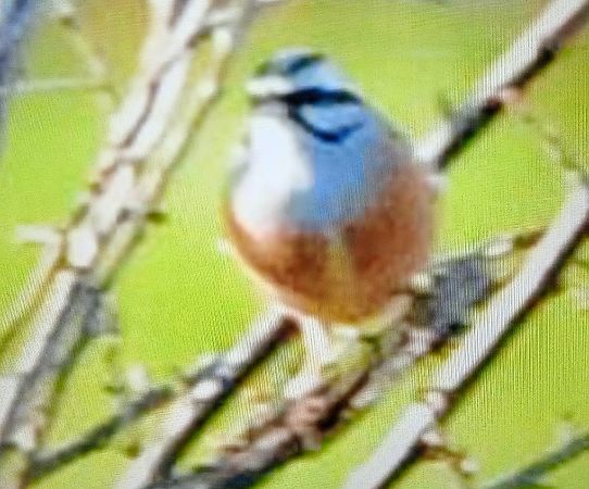 Zigolo muciatto  - Michelangelo Lamera