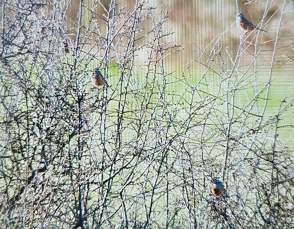 Zigolo muciatto  - Michelangelo Lamera