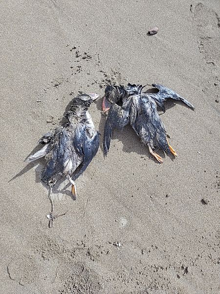 Fratercula arctica  - Gonzalo Torre