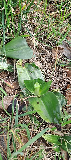 Himantoglossum robertianum  - Marc et M-Joëlle Silvestre