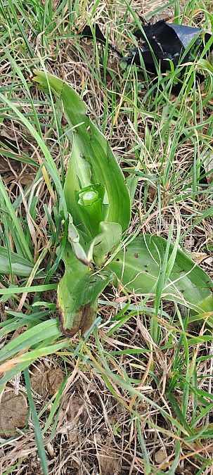 Himantoglossum robertianum  - Marc et M-Joëlle Silvestre
