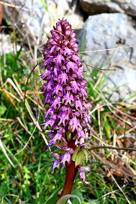 Himantoglossum robertianum  - Frédéric Masson