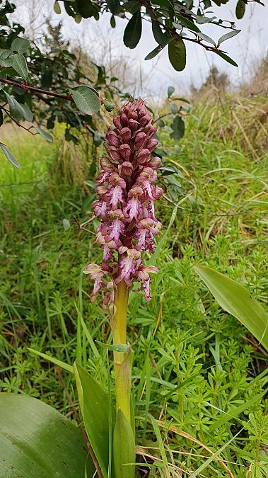 Himantoglossum robertianum  - Michel Jegou