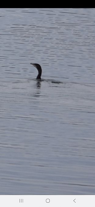 Cormoran pygmée  - Christine Ludwig