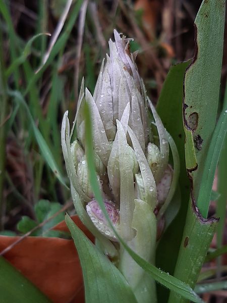 Himantoglossum robertianum  - Françoise Peyrissat