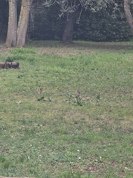 Himantoglossum robertianum  - Christian Fleury