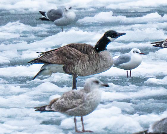 bernikla kanadyjska  - Michal Jadzyn