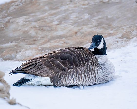 bernikla kanadyjska  - Michal Jadzyn