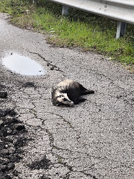 Tasso  - Andrea Sorrentino