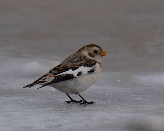 śnieguła  - Michal Jadzyn