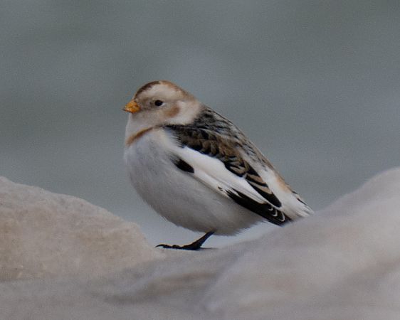 Schneeammer  - Michal Jadzyn