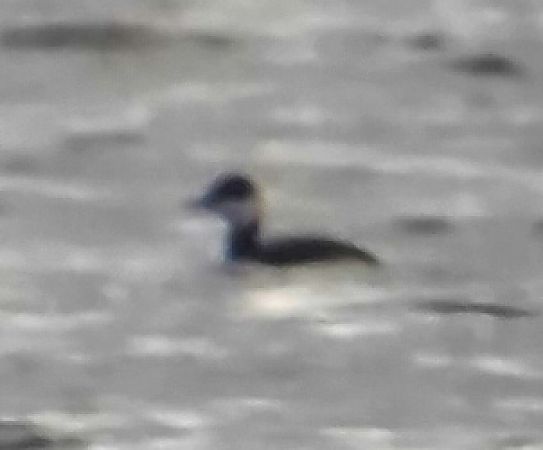 perkoz rogaty  - Michal Jadzyn