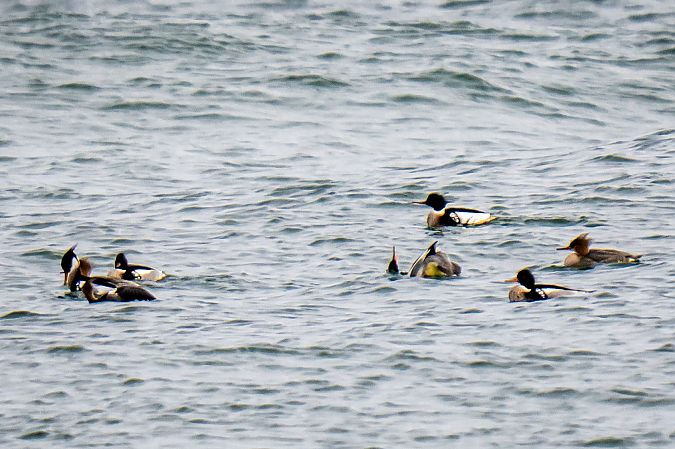 szlachar  - Michal Jadzyn