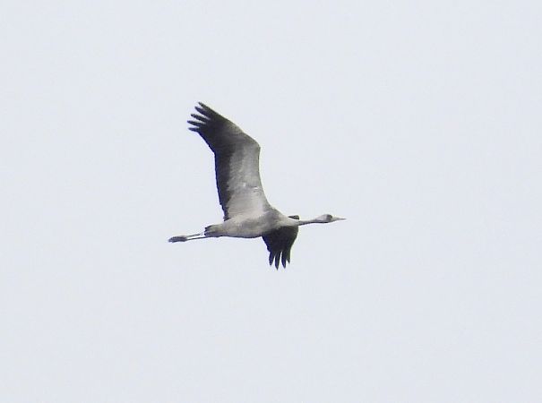 Gru  - Andrea Sorrentino