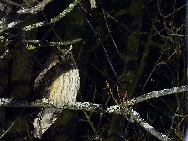 uszatka  - Tobiasz Sztuba